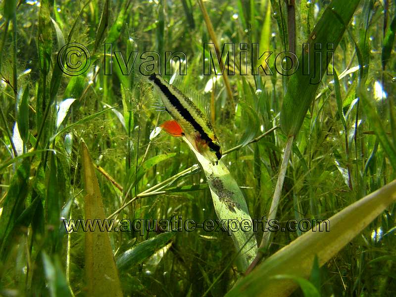 AQUARIUM FISH 42